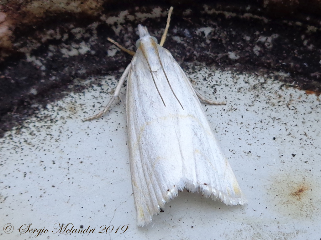 Falena da ID: Calamotropha aureliellus - Crambidae